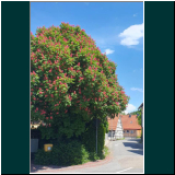 3-Rote-Kastanie-in-Ellenbach.jpg
